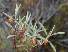 Hermannia lavandulifolia