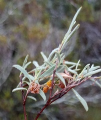 Hermannia lavandulifolia