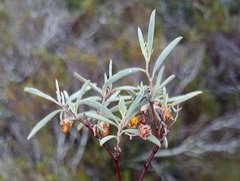Hermannia lavandulifolia