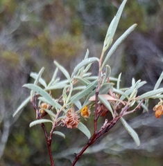 Hermannia lavandulifolia