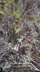 Hermannia lavandulifolia