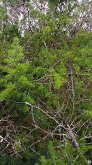 Asparagus multiflorus