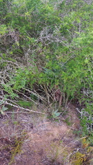 Asparagus multiflorus