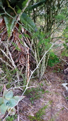 Asparagus multiflorus