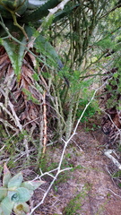 Asparagus multiflorus