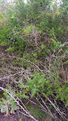 Asparagus multiflorus