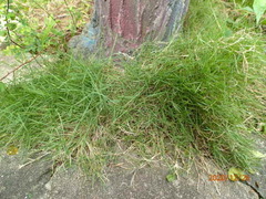 Zoysia pacifica