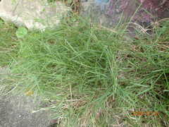 Zoysia pacifica