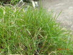 Zoysia pacifica