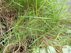 Zoysia pacifica