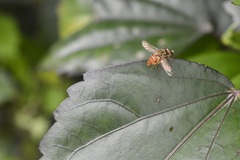 Toxomerus pulchellus