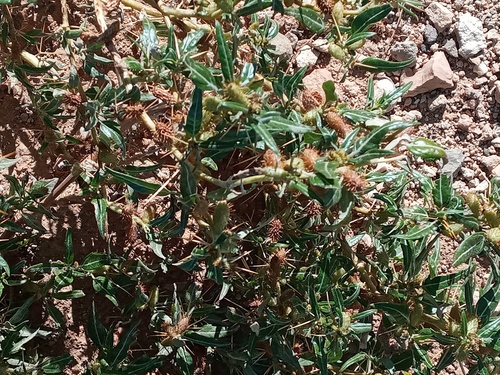 Xanthium spinosum image