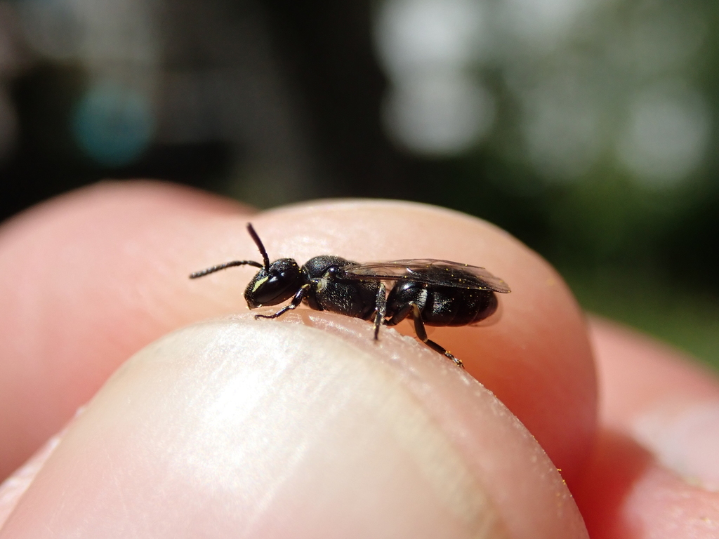 Snowy Masked Bee