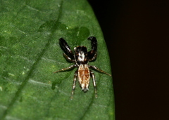 Salticidae