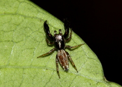 Salticidae