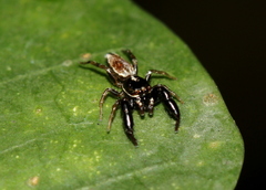 Salticidae