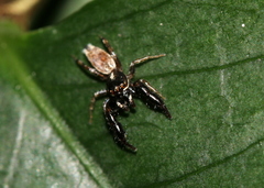 Salticidae