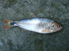 Brycon