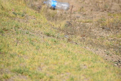 Xerospermophilus perotensis