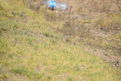 Xerospermophilus perotensis