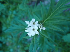 Achillea macrophylla