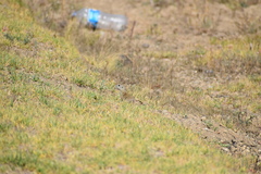 Xerospermophilus perotensis