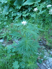 Achillea macrophylla
