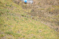 Xerospermophilus perotensis