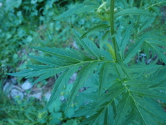 Achillea macrophylla
