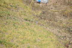 Xerospermophilus perotensis