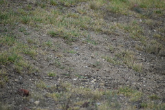 Xerospermophilus perotensis