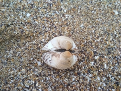 Anadara kagoshimensis