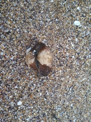 Anadara kagoshimensis