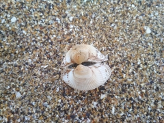 Anadara kagoshimensis