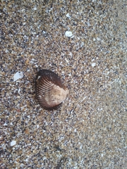 Anadara kagoshimensis