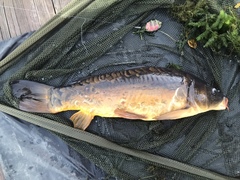 Cyprinus carpio carpio