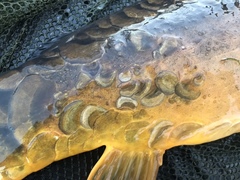 Cyprinus carpio carpio