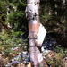 Heartleaf Paper Birch - Photo (c) Charlie Hohn, some rights reserved (CC BY), uploaded by Charlie Hohn