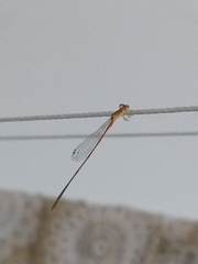 Leptobasis