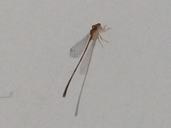 Leptobasis