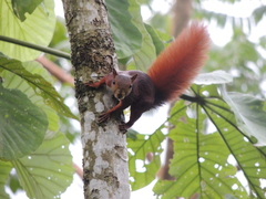 Sciurus granatensis