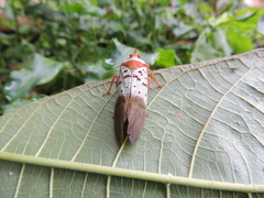 Copidocephala guttata