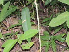 Chironius flavopictus