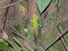 Anolis biporcatus