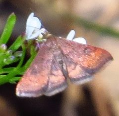 Pyrausta rubricalis