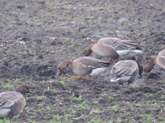 Anser albifrons albifrons