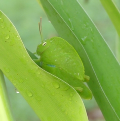 Teratodes monticollis