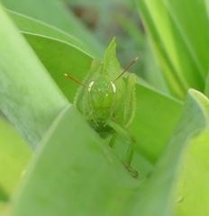 Teratodes monticollis