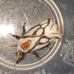 Parapluda invitabilis