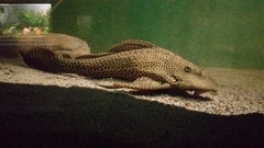 Pterygoplichthys gibbiceps